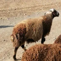 قوچ نژادمهربانی پلنگی|حیوانات مزرعه|خزل, |دیوار