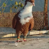 ۵ تا کبوتر رنگی عالی