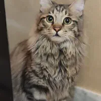 گمشده گربه|حیوانات|قشم, |دیوار