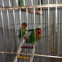 جفت طوطی برزیلی مولد|پرنده|کرمانشاه, |دیوار