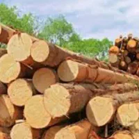 خریدار انواع چوب سر پا و بریده به قیمت روز