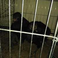 مرغ لاری وجوجه|حیوانات مزرعه|سرپل ذهاب, |دیوار