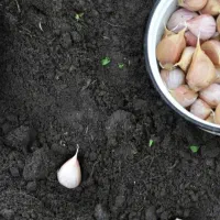 سرکارگر(گروه همکاری باکشاورزان مغان کار)