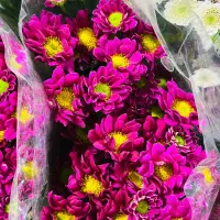 گلجهتحجاجوکربلاییهایعزیز|گل مصنوعی|بیرجند, |دیوار