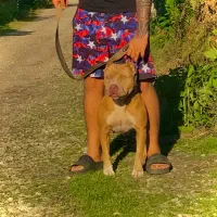 امریکن پیتبول