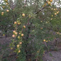 فروش باغ ده محرم دارای آب وبرق و اشتراک گاز شهری|فروش دفتر صنعتی، کشاورزی، تجاری|شاهرود, |دیوار