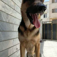 ژرمن دورنگ ورک لاین