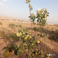 باغ در مزرعه امند 15دقیقه راهه از تبریز|فروش خانه و ویلا|صوفیان, |دیوار