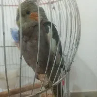عروس هلندی