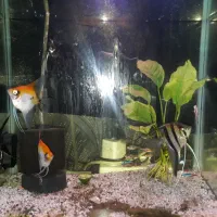 فروشی تعدادی ماهی