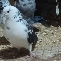 ک ف ت ر|حیوانات|محمدشهر, یزدیها|دیوار