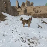 سگ سرابی|سگ|بروجرد, |دیوار