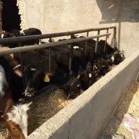 گوساله نر گیل دورگ|حیوانات مزرعه|پیشوا, |دیوار