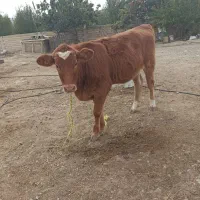 گوساله بلژیکی ماده اصل