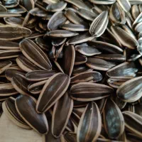 S400 تخمه آفتابگردان