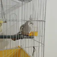 دوتا عروس هلندی سخنگو