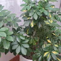 گل شفلرا|گل و گیاه طبیعی|شوش, |دیوار