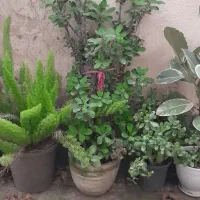 گل مرجان|گل و گیاه طبیعی|آستانه اشرفیه, |دیوار