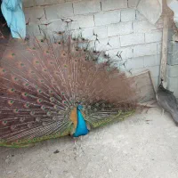 طاووس ۱۲ ماهه