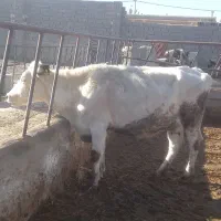 یک راس گاو اول شکم|حیوانات مزرعه|شیروان (خراسان), |دیوار