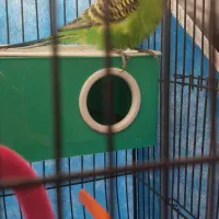 مرغ عشق|پرنده|بروجن, |دیوار