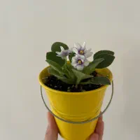 بنفشه افریقایی مینیاتوری