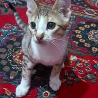 واگذاری بچه گربه|گربه|بندر ماهشهر, |دیوار