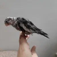 جوجه عروس هلندی سرلاکی