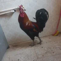 خروس|حیوانات مزرعه|قم, چهار مردان|دیوار