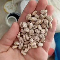 لوبیا چیتی ارگانیک لرستان