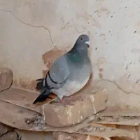 کبوتر|پرنده|اسفراین, |دیوار