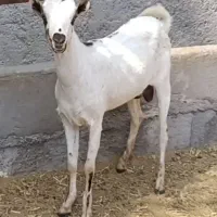 فروش دوتا بز ترکی  آبستن نزدیک با بز زاییده