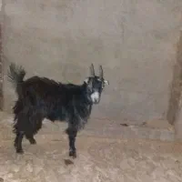 فروش بزغاله ماده آبستن|حیوانات مزرعه|پاکدشت, پارچین|دیوار