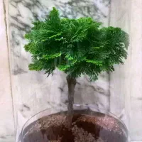 تراریوم بنسای نانا