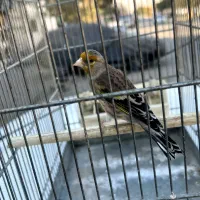 سره قناری مست