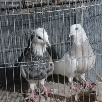 ی جفت طوقی کرمانشاهی درجه ۱