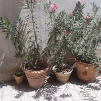 گلدان خرزره