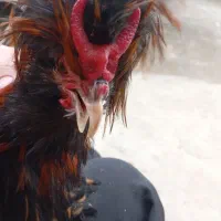 مرغ و خروس پلند گلد نژاد طلایی