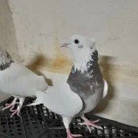 پرنده قناری کبوتر