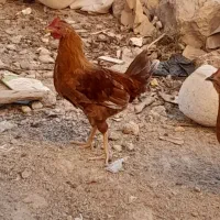 سه عدد خروس محلی۳۷۰|حیوانات مزرعه|لاران, |دیوار