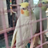 معاوضه با قناری