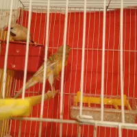 پرنده قناری|پرنده|تربت‌حیدریه, شهید قرنی|دیوار