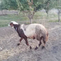 قوچ پلنگی