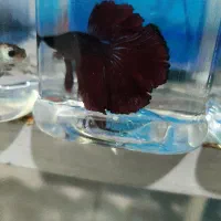 ماهی فایتر|ماهی|قزوین, |دیوار