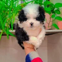 پودل کراس عروسکی|سگ|رشت, گلسار|دیوار