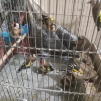 سهرپاییزیی دونه آب خورده|پرنده|بروجرد, |دیوار