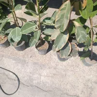 گلدان آپارتمانی