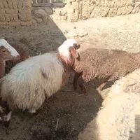 بره