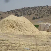 کاه گندم