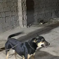 فروشی|سگ|اهواز, کوی طلاب|دیوار